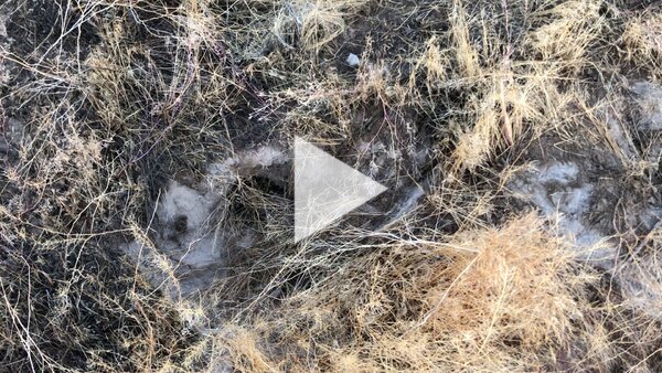 IMG_2636.mp4